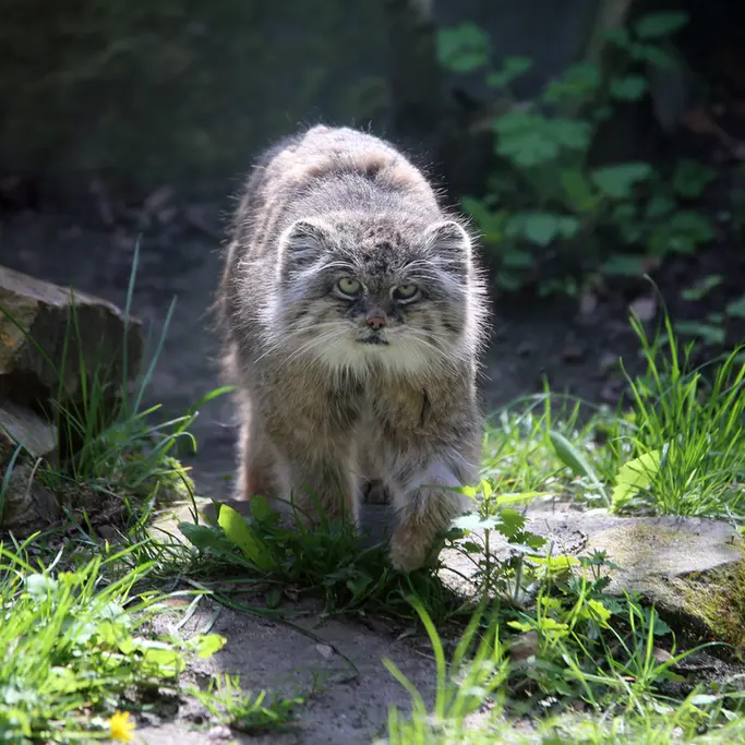 A photograph of Pazzo in Łódź Zoo