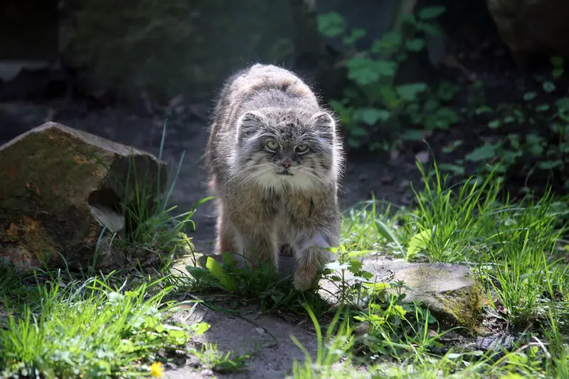 A photograph of Pazzo in Łódź Zoo