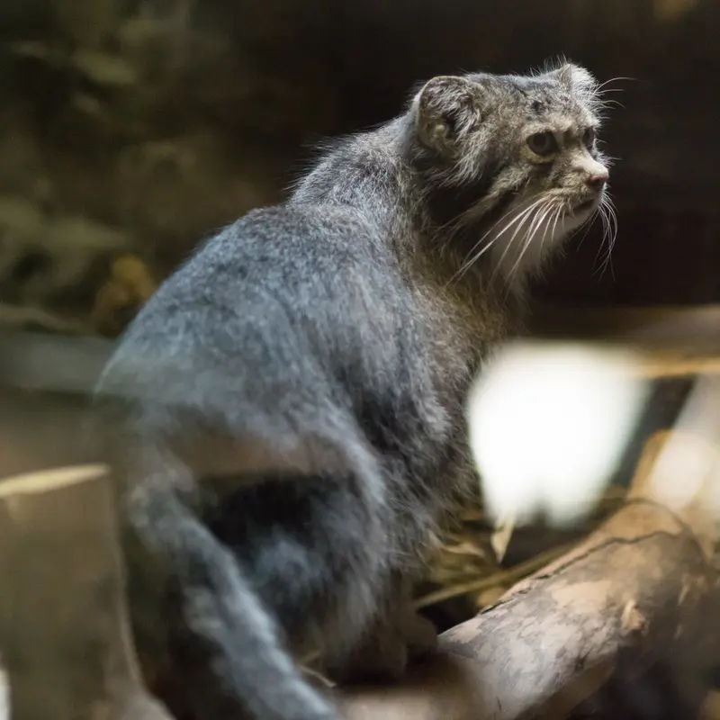 A photograph of Klyon in Ueno Zoological Gardens