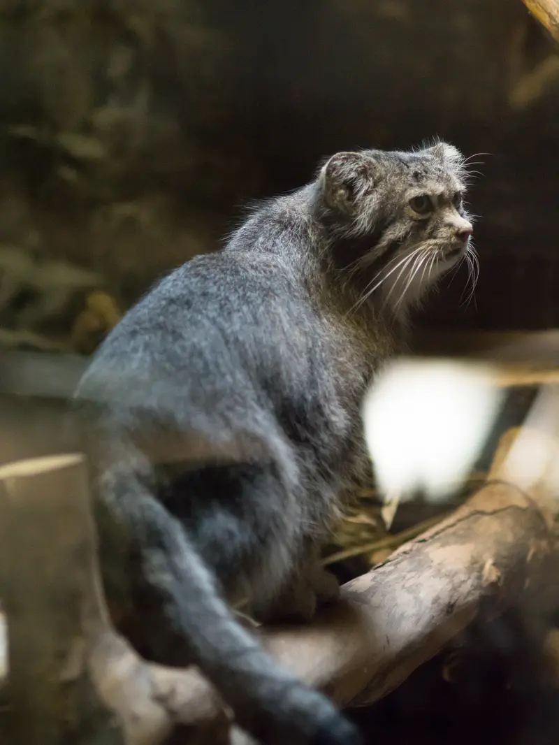 A photograph of Klyon in Ueno Zoological Gardens