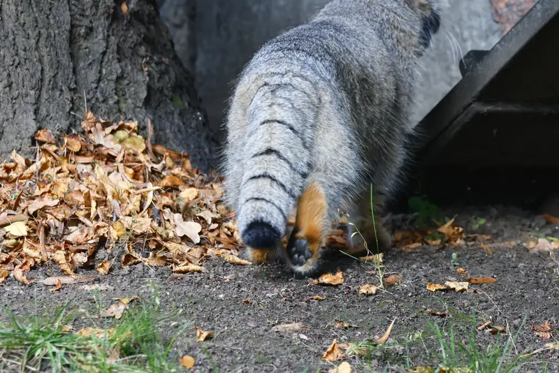 A photograph of a Pallas's cat