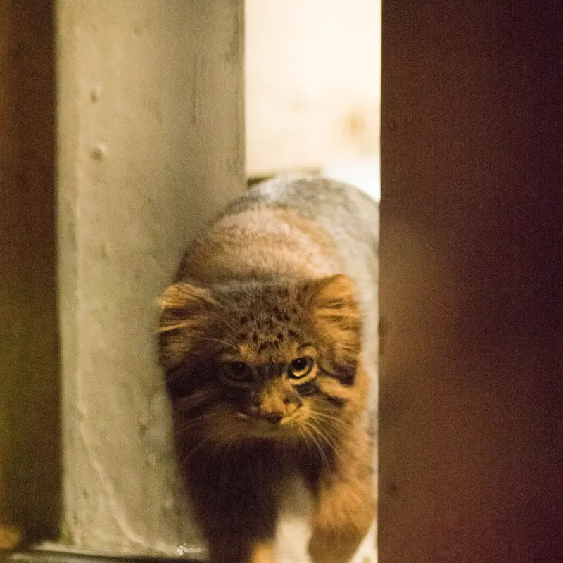 A photograph of Figa in Nogeyama Zoo