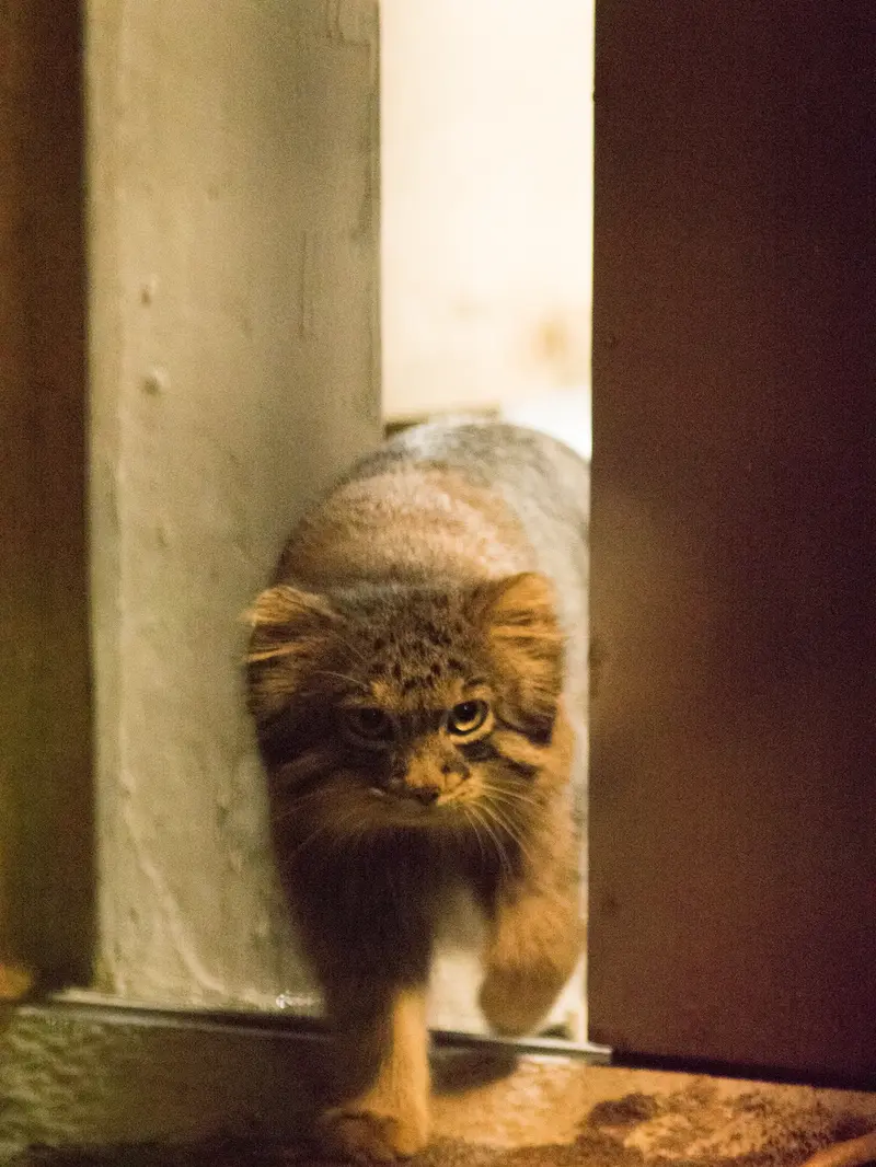 A photograph of Figa in Nogeyama Zoo