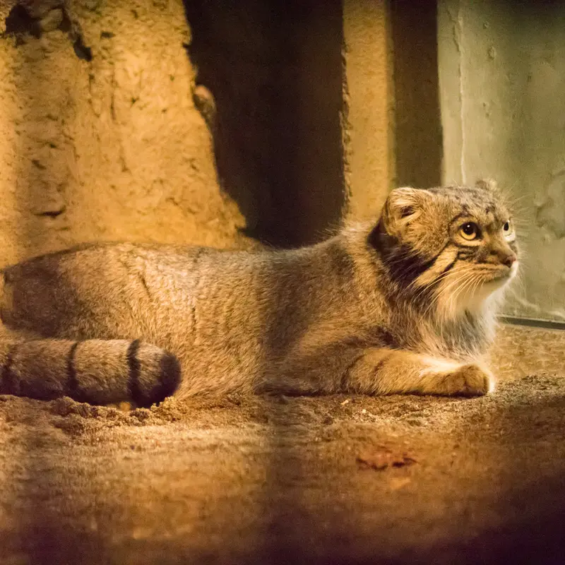 A photograph of Figa in Nogeyama Zoo