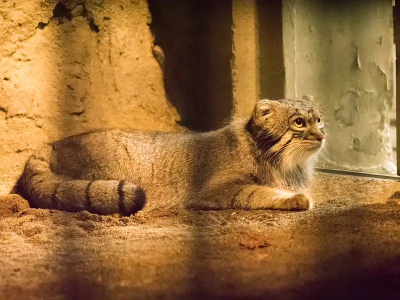 A photograph of Figa in Nogeyama Zoo