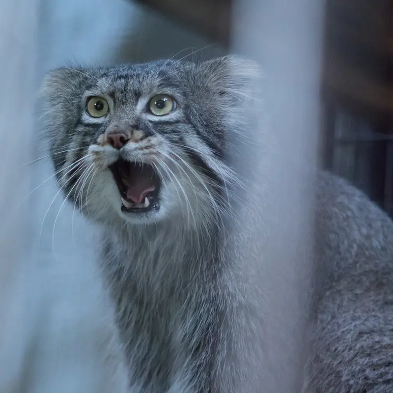 A photograph of Figa in Nogeyama Zoo