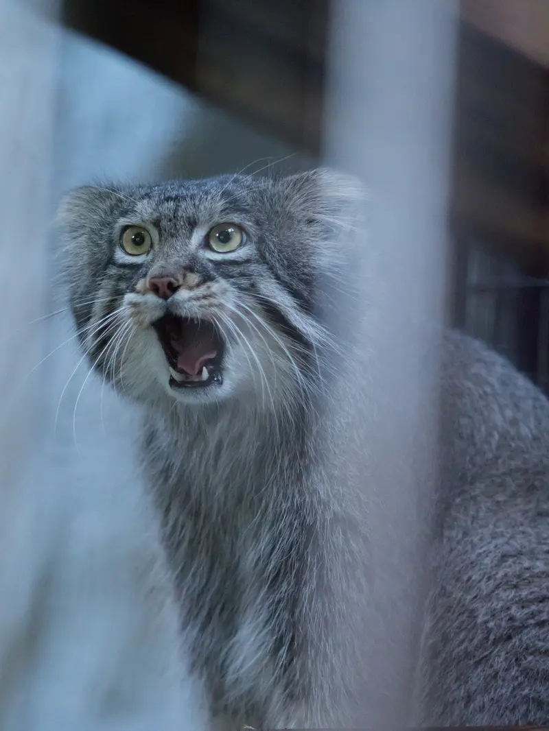 A photograph of Figa in Nogeyama Zoo
