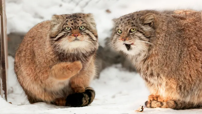George the manul is trying to ask the beautiful Mia out!