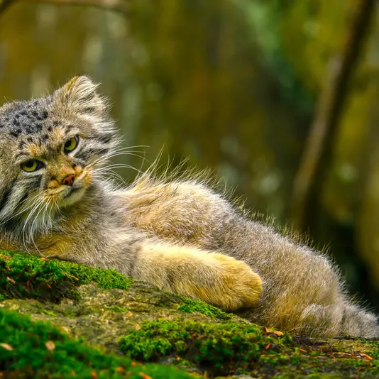 A photograph of Thomas O'Malley in Nordens Ark