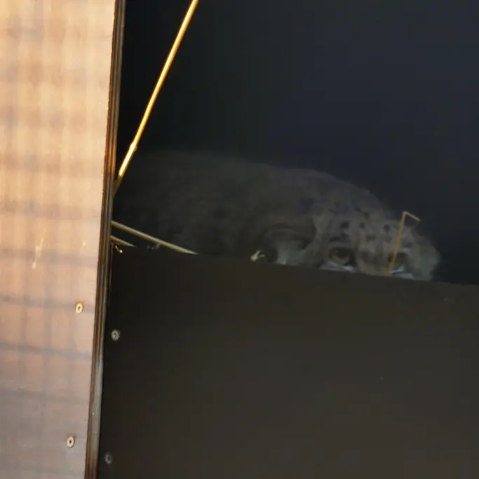 A photograph of Arthur in Neuwied Zoo