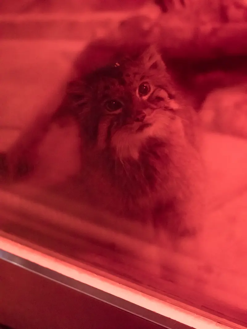 A photograph of Naim in Ueno Zoological Gardens