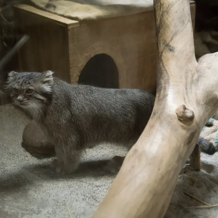 A photograph of Klyon in Ueno Zoological Gardens