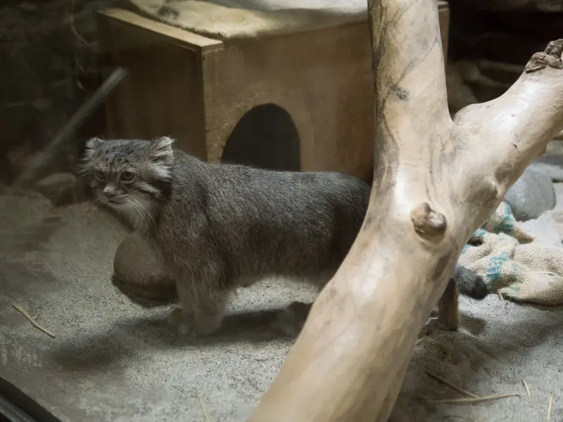 A photograph of Klyon in Ueno Zoological Gardens