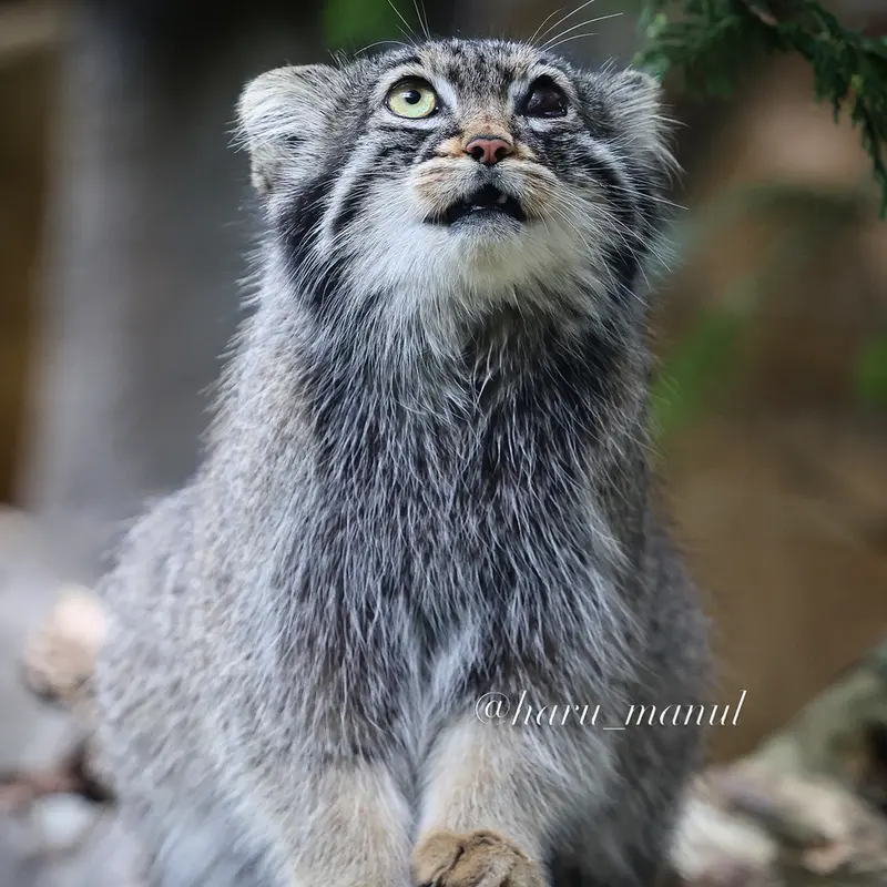 A photograph of Abrikos in Nasu Animal Kingdom