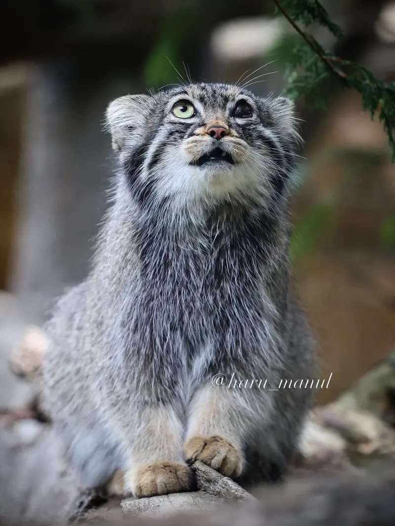 A photograph of Abrikos in Nasu Animal Kingdom
