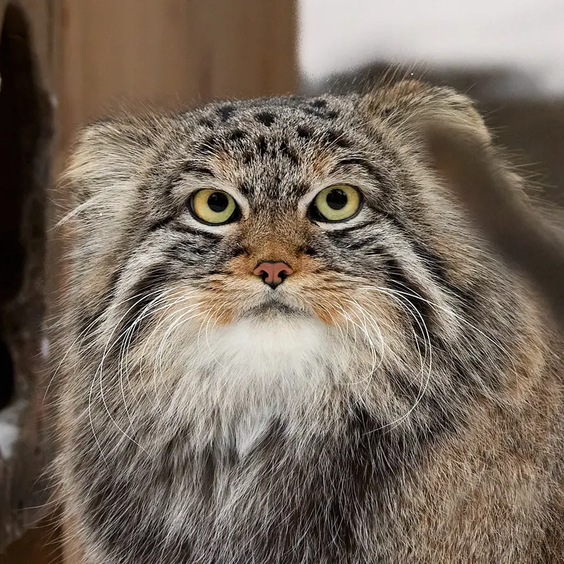 Lucky the Pallas's cat from Greens Zoological Rescue and Rehabilitation Centre