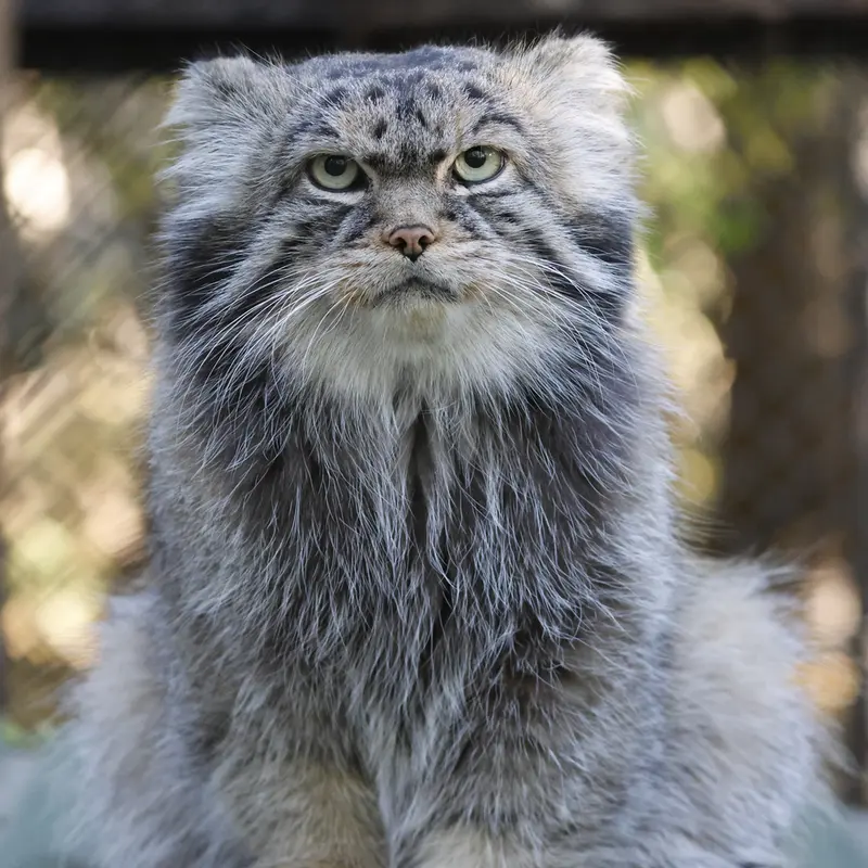 A photograph of George in Novosibirsk Zoo