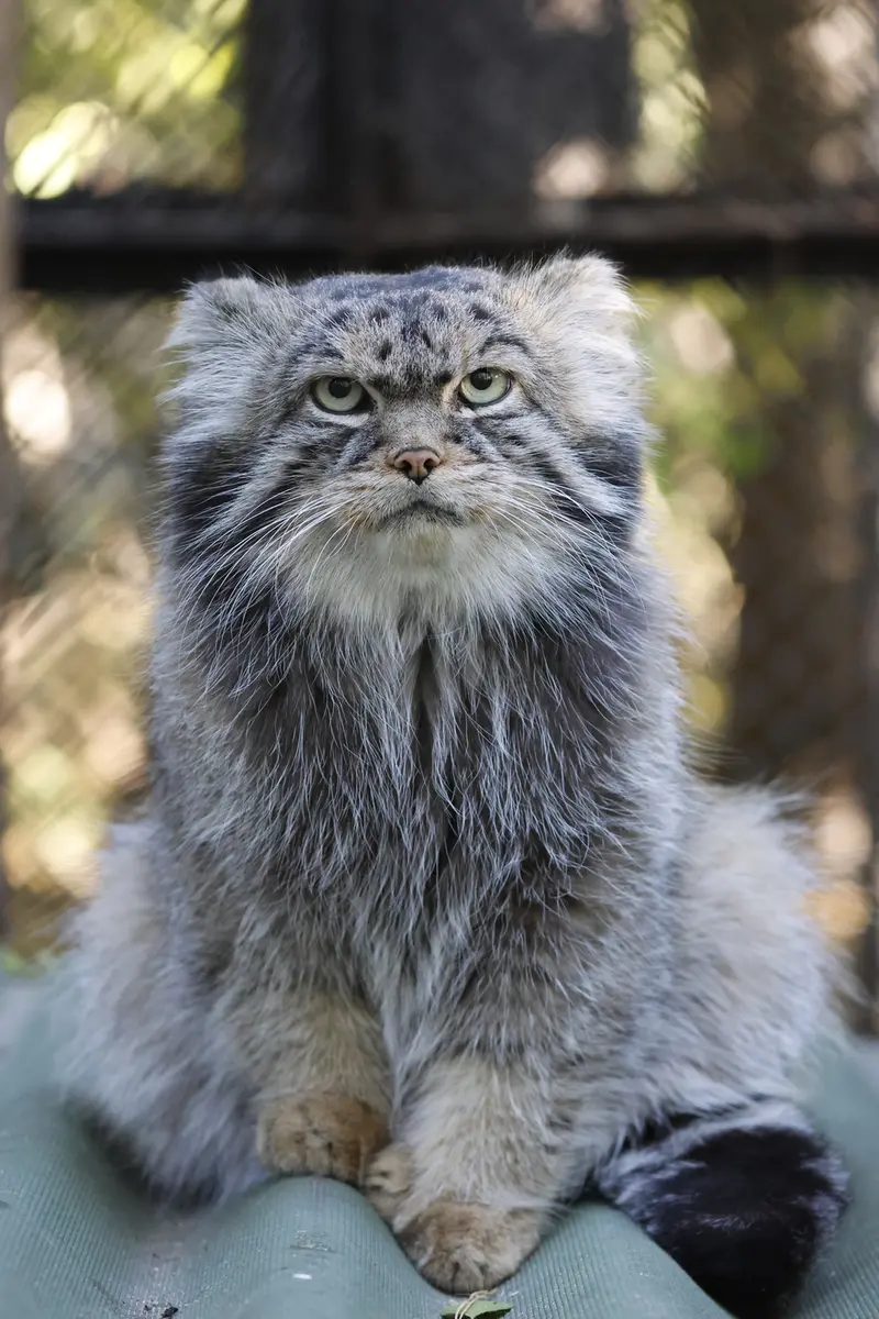 A photograph of George in Novosibirsk Zoo