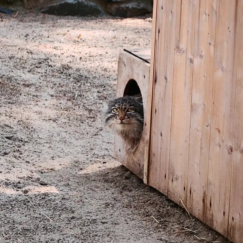 A photograph of a Pallas's cat in Novosibirsk Zoo
