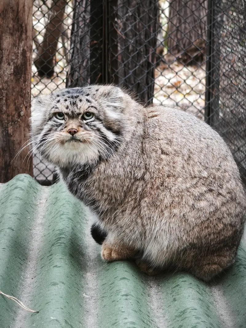 A photograph of George in Novosibirsk Zoo