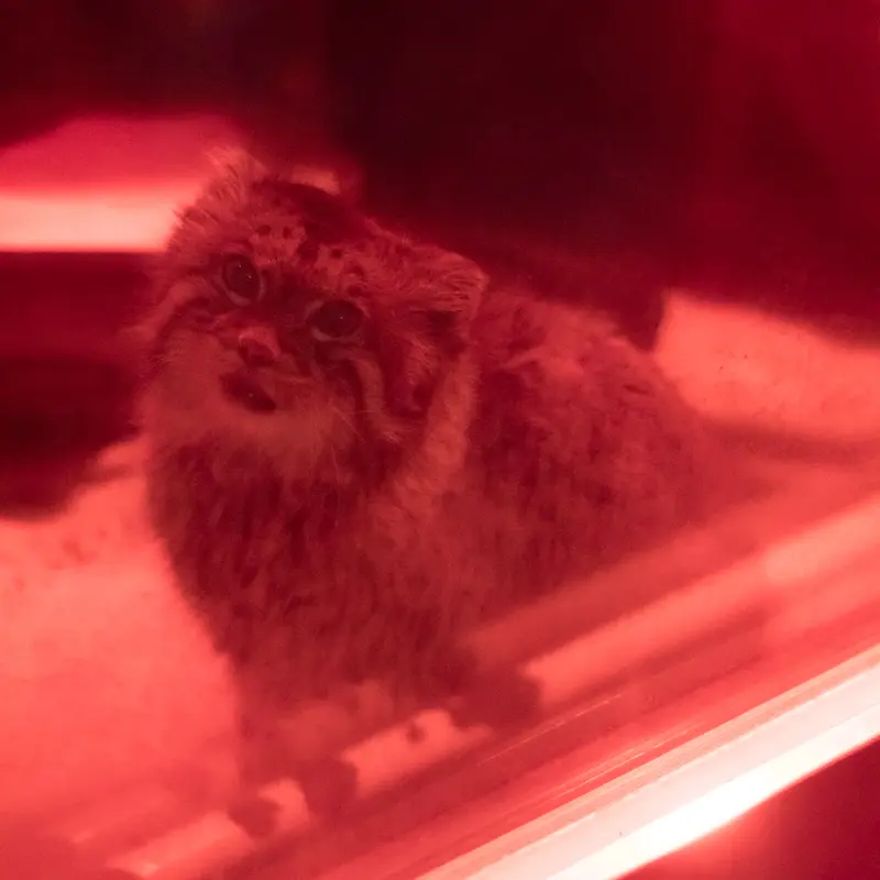 A photograph of Naim in Ueno Zoological Gardens