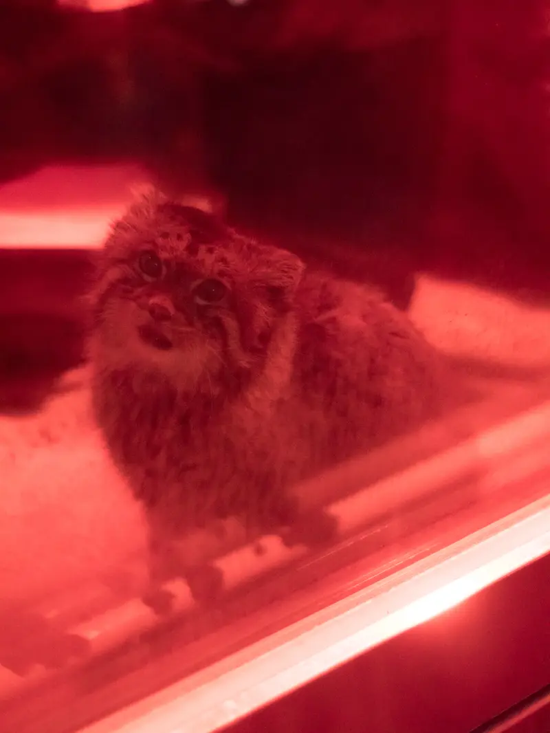 A photograph of Naim in Ueno Zoological Gardens