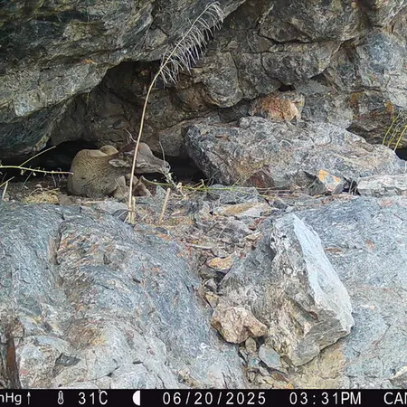 A photograph of Argali from Zhundy 1 camera trap