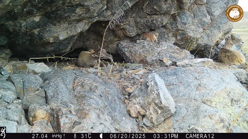 A photograph of Argali from Zhundy 1 camera trap