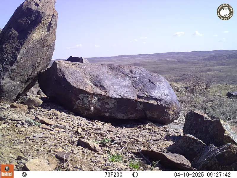 A photograph of Kazakh pika from Koshkar camera trap