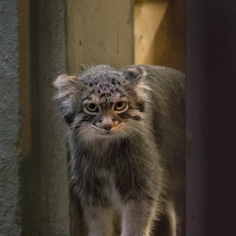 A photograph of Figa in Nogeyama Zoo