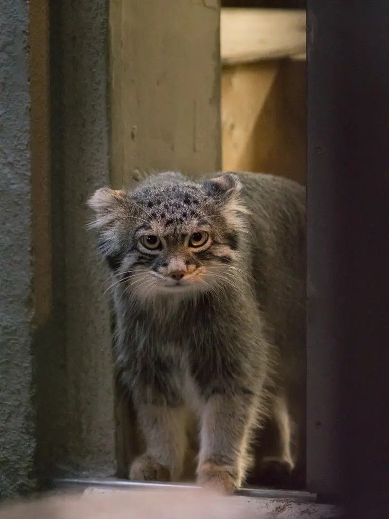 A photograph of Figa in Nogeyama Zoo