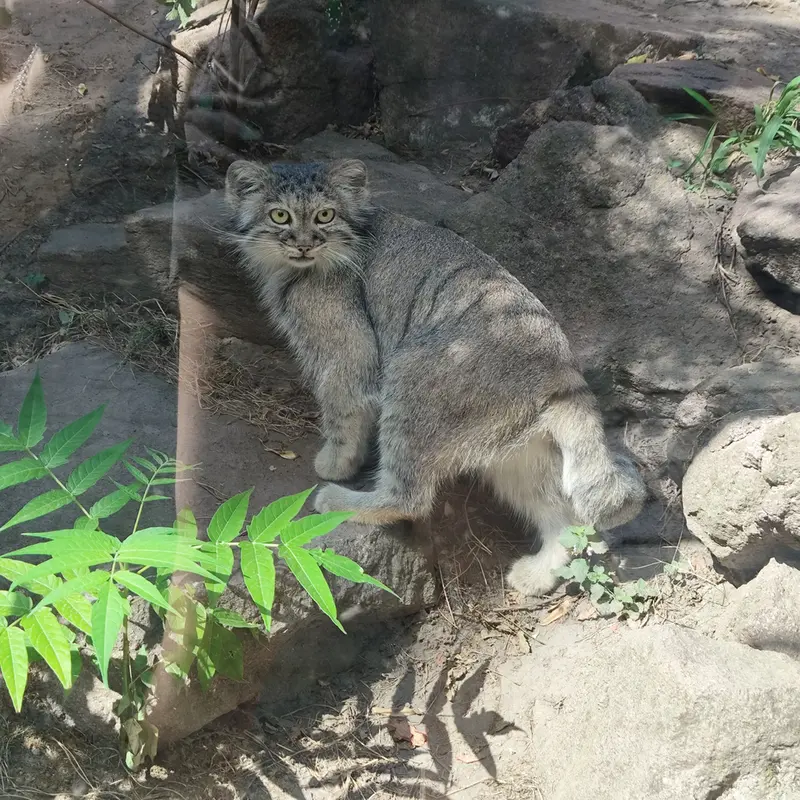 A photograph of Lucy in Budapest Zoo & Botanical Garden