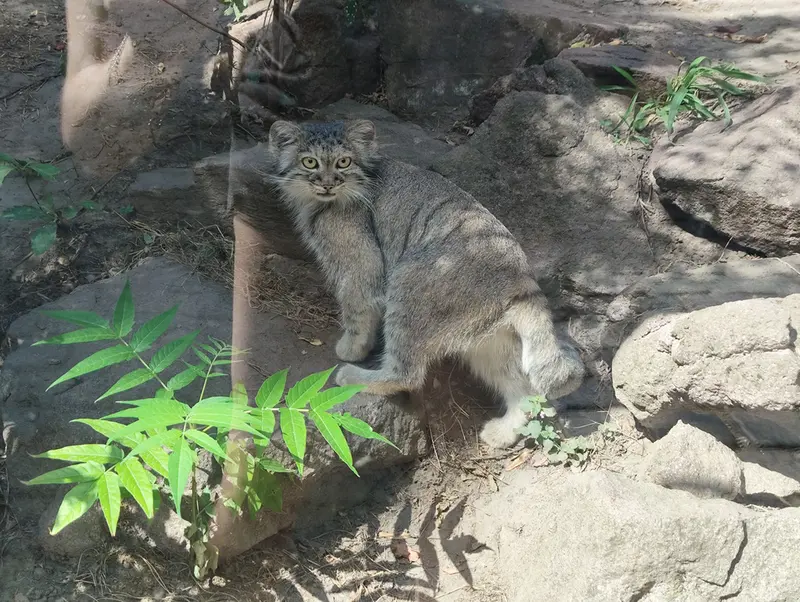 A photograph of Lucy in Budapest Zoo & Botanical Garden