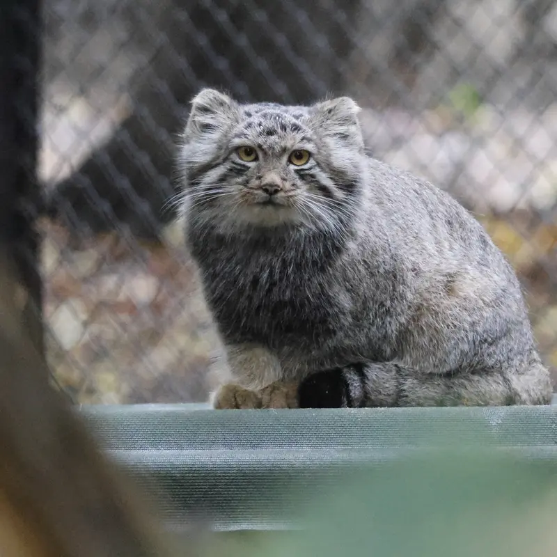 A photograph of Son of Snezhana b.2026 Ⅰ in Novosibirsk Zoo