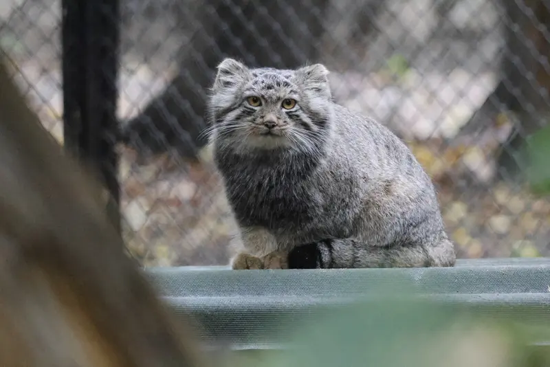 A photograph of Son of Snezhana b.2026 Ⅰ in Novosibirsk Zoo
