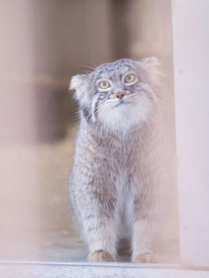 A photograph of Figa in Nogeyama Zoo