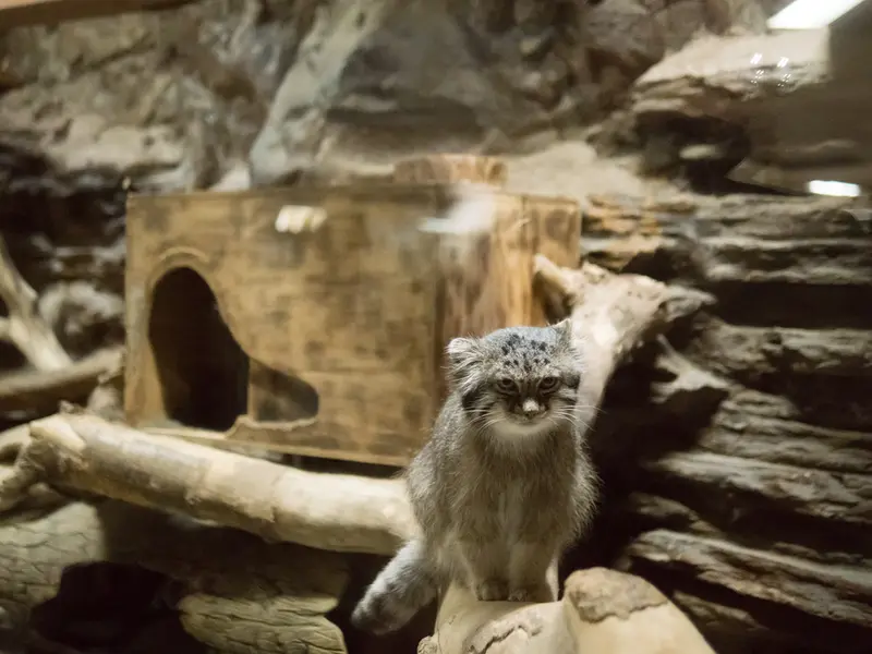 A photograph of Klyon in Ueno Zoological Gardens