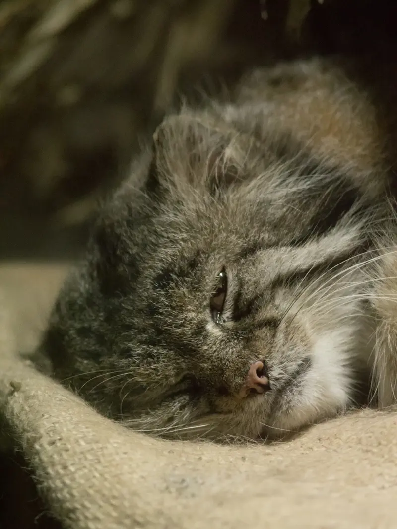 A photograph of Klyon in Ueno Zoological Gardens