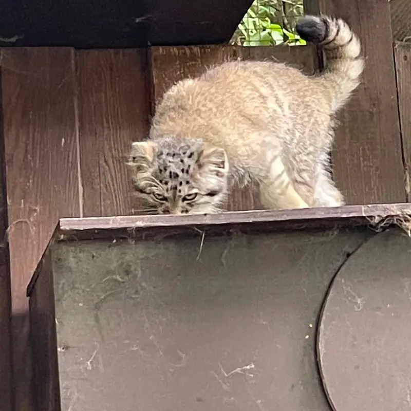 A photograph of Kitten of Alani b.2026 Ⅱ in Košice Zoo