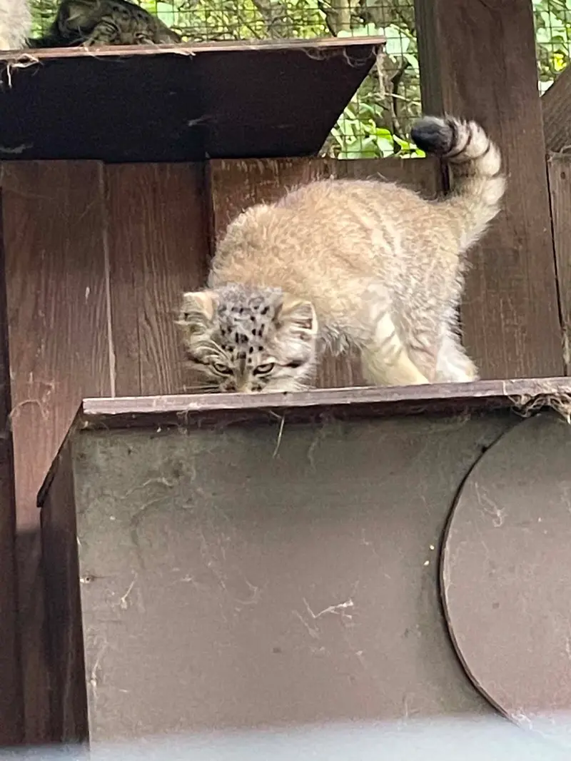 A photograph of Kitten of Alani b.2026 Ⅱ in Košice Zoo
