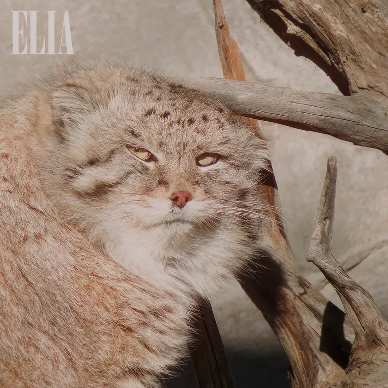 A photograph of Olaf in Calgary Zoo / Wilder Institute