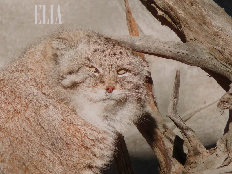 A photograph of Olaf in Calgary Zoo / Wilder Institute