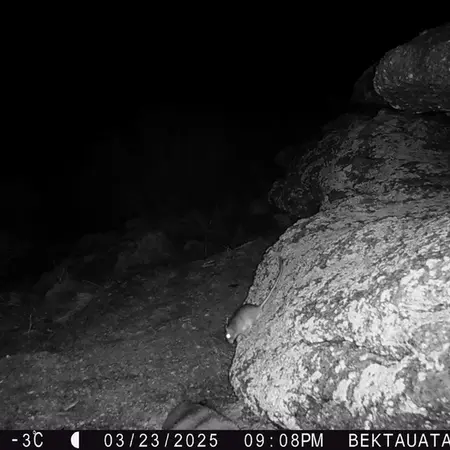 A photograph of Meriones from Bektauata 2 camera trap