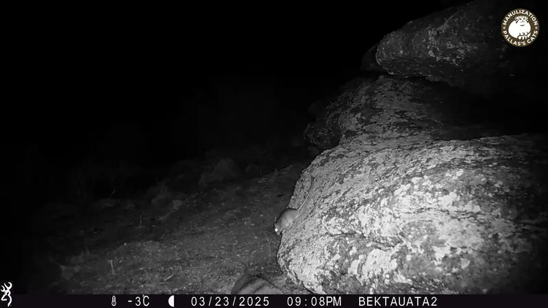 A photograph of Meriones from Bektauata 2 camera trap
