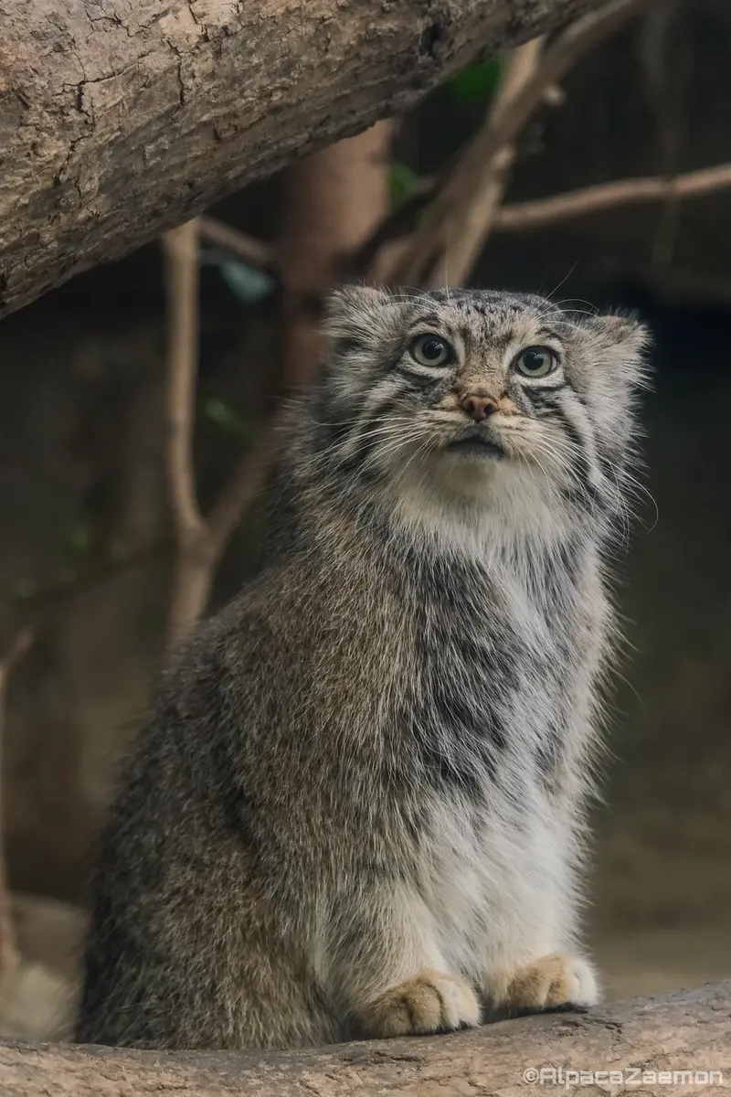 A photograph of Az in Kobe Animal Kingdom