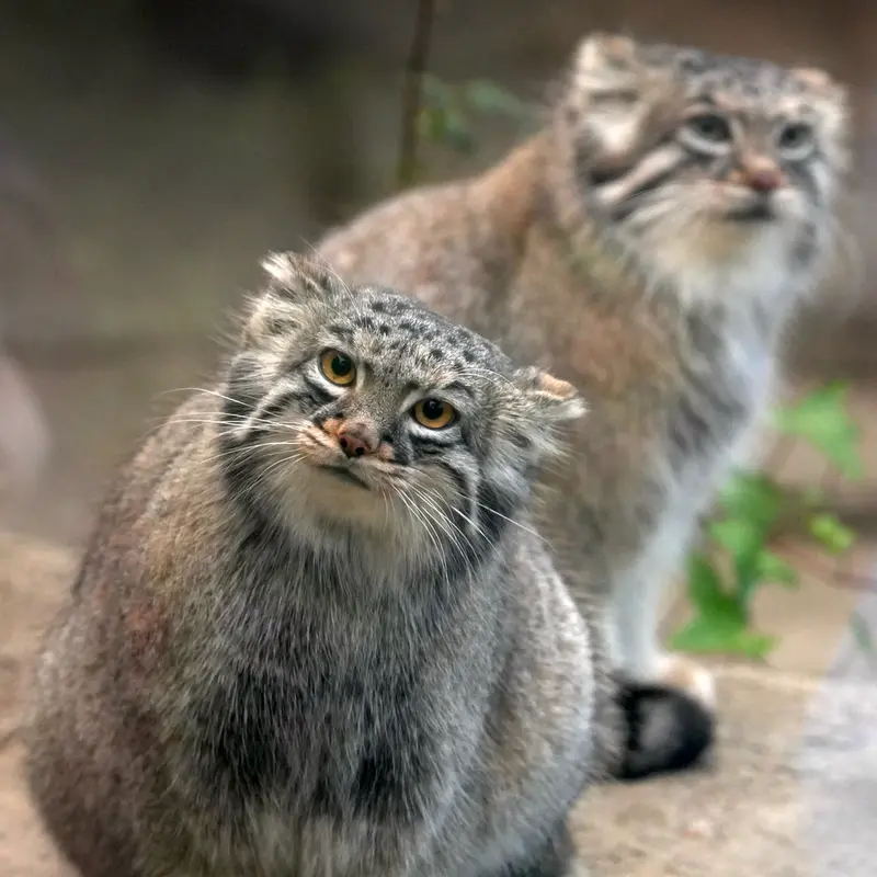 A photograph of Az and Mei in Kobe Animal Kingdom
