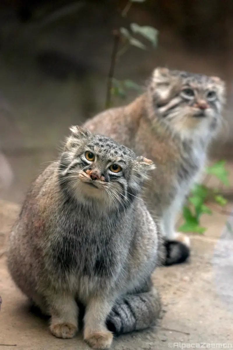 A photograph of Az and Mei in Kobe Animal Kingdom