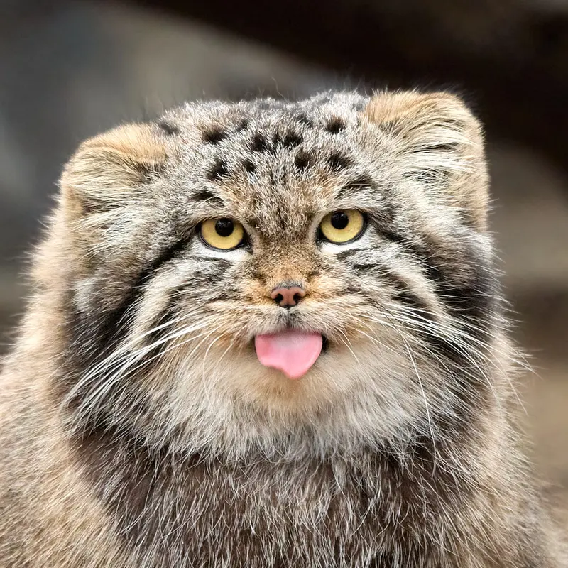 Katun the Pallas's cat from Novosibirsk Zoo