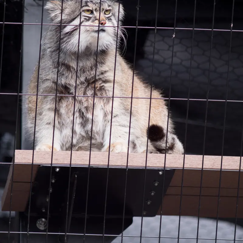 A photograph of Grusha in Asahiyama Zoo