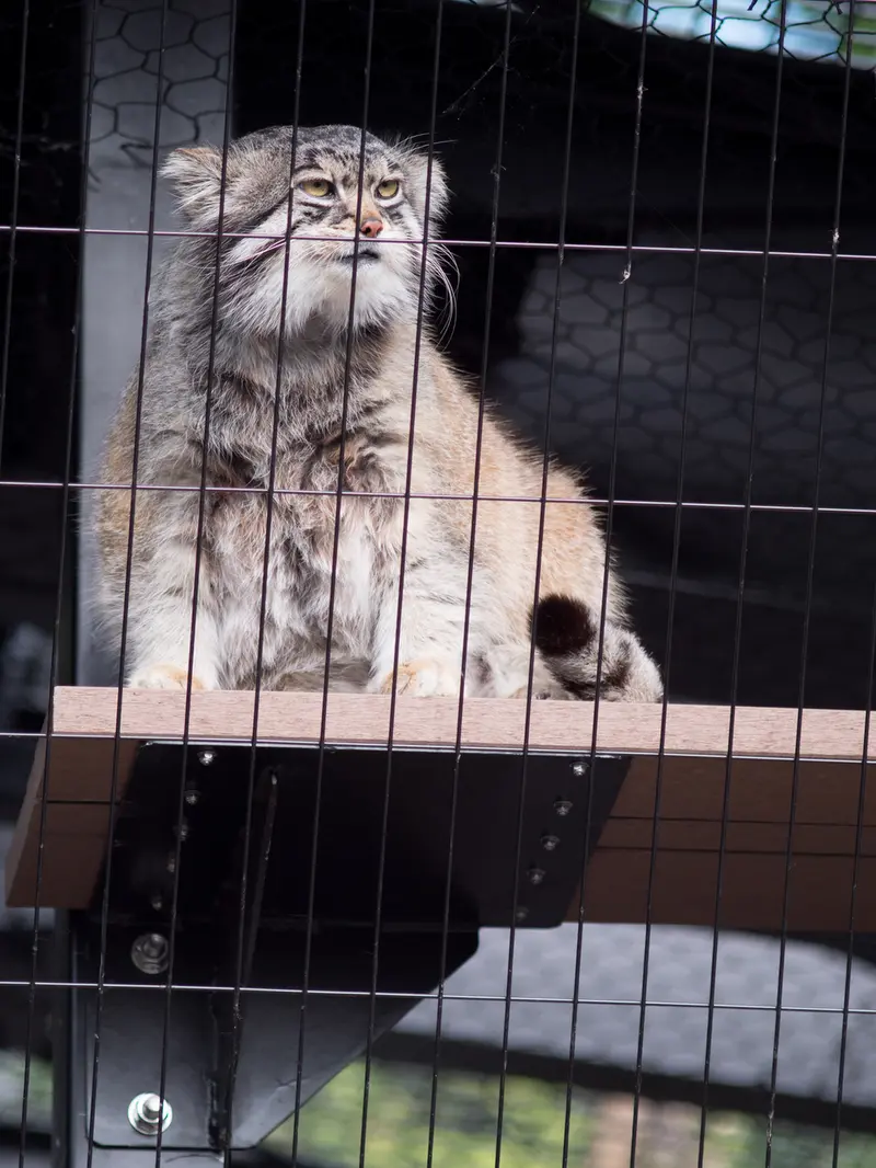 A photograph of Grusha in Asahiyama Zoo